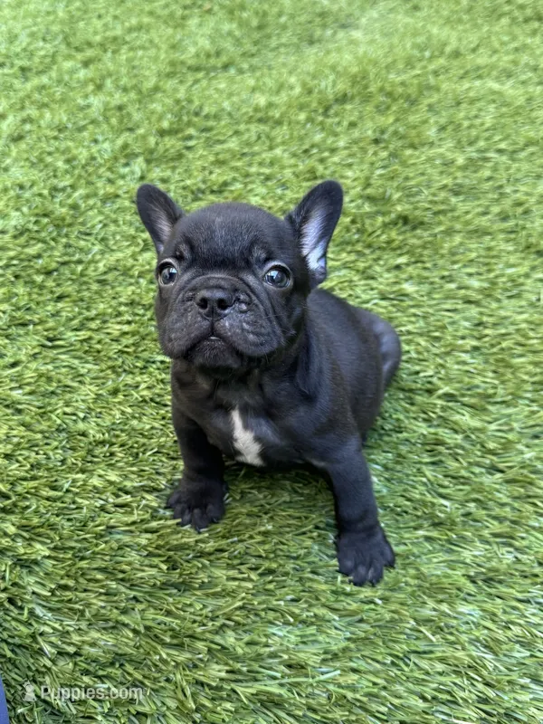 Harry – French Bulldog puppy for sale in Thousand Oaks, CA