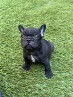 Harry, a male French Bulldog for sale in Thousand Oaks, CA – 1 of 3