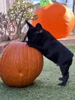 Draco, a male French Bulldog for sale in Los Angeles, CA – 3 of 3