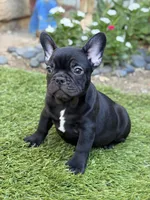 AKC Harry, a male French Bulldog for sale in Los Angeles, CA – 2 of 2