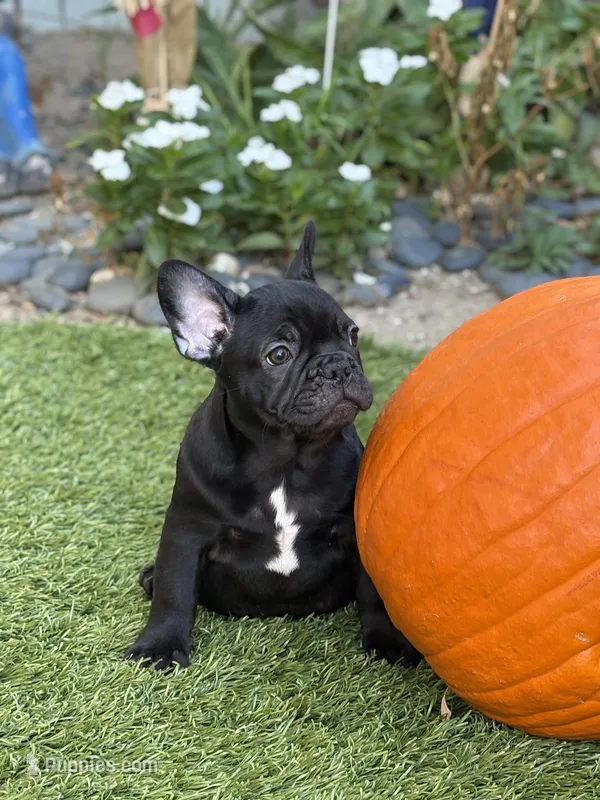 Harry – French Bulldog puppy for sale in Los Angeles, CA