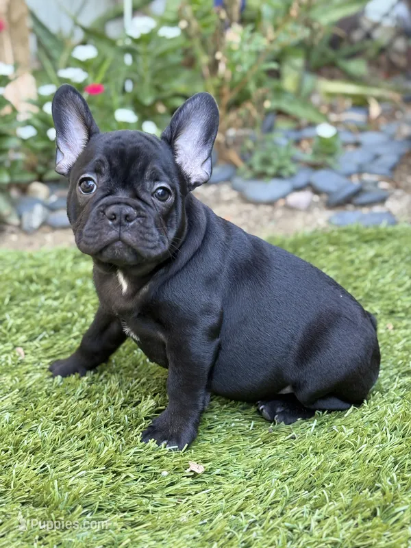 AKC Draco – French Bulldog puppy for sale in Los Angeles, CA