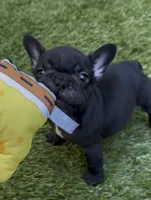 Harry, a male French Bulldog for sale in Thousand Oaks, CA – 3 of 3
