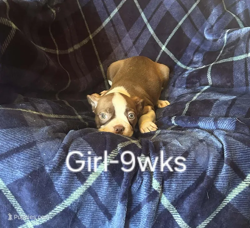 Cinnamon dust – Boston Terrier puppy for sale in Berrien Springs, MI