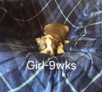 Cinnamon dust, a female Boston Terrier for sale in Berrien Springs, MI – Photo 1 of 3