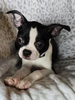 Shyla, a female Boston Terrier for sale in Berrien Springs, MI – Photo 2 of 4