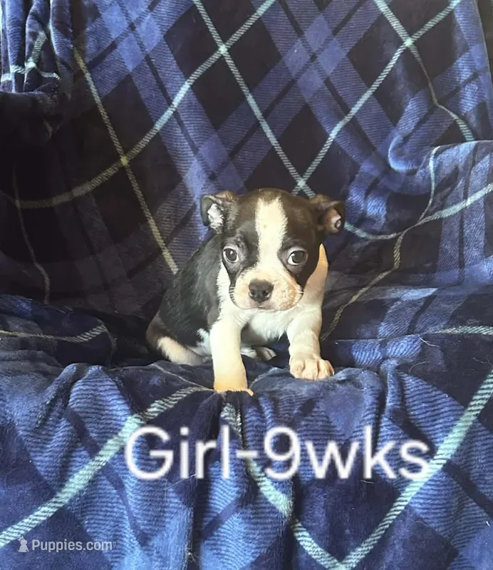Lickums – Boston Terrier puppy for sale in Berrien Springs, MI