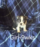 Lickums, a female Boston Terrier for sale in Berrien Springs, MI – Photo 1 of 3