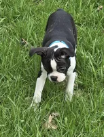 Shyla, a female Boston Terrier for sale in Berrien Springs, MI – Photo 3 of 4
