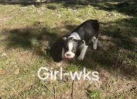 Lickums, a female Boston Terrier for sale in Berrien Springs, MI – Photo 2 of 3