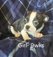 Lickums, a female Boston Terrier for sale in Berrien Springs, MI – Photo 3 of 3