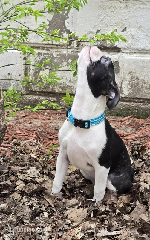 Shyla – Boston Terrier puppy for sale in Berrien Springs, MI