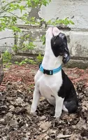 Shyla, a female Boston Terrier for sale in Berrien Springs, MI – Photo 1 of 4