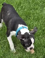 Shyla, a female Boston Terrier for sale in Berrien Springs, MI – Photo 4 of 4
