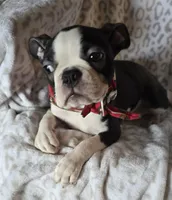 Spunk, a male Boston Terrier for sale in Berrien Springs, MI – Photo 1 of 4