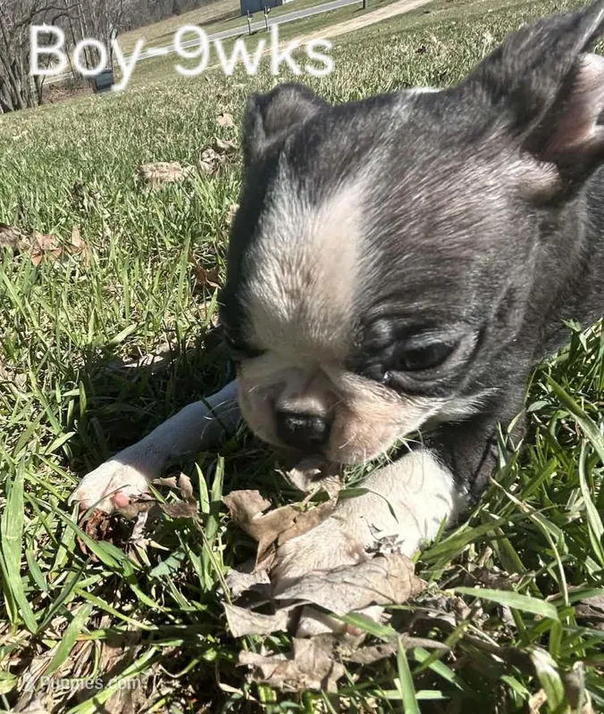 Finway – Boston Terrier puppy for sale in Berrien Springs, MI