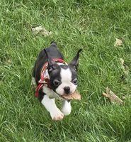 Spunk, a male Boston Terrier for sale in Berrien Springs, MI – Photo 3 of 4