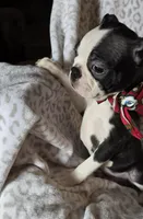 Spunk, a male Boston Terrier for sale in Berrien Springs, MI – Photo 2 of 4