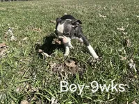 Finway, a male Boston Terrier for sale in Berrien Springs, MI – Photo 2 of 3