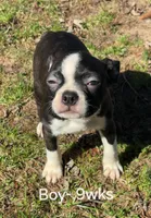 Finway, a male Boston Terrier for sale in Berrien Springs, MI – Photo 3 of 3