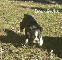 Toby, a male Boston Terrier for sale in Berrien Springs, MI – Photo 2 of 3