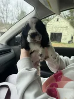Nathan, a male Cocker Spaniel for sale in Minneapolis, MN – Photo 3 of 3