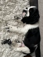 Nathan, a male Cocker Spaniel for sale in Minneapolis, MN – Photo 2 of 3