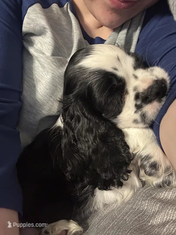 Nathan – Cocker Spaniel puppy for sale in Minneapolis, MN