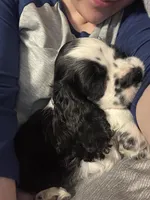 Nathan, a male Cocker Spaniel for sale in Minneapolis, MN – Photo 1 of 3