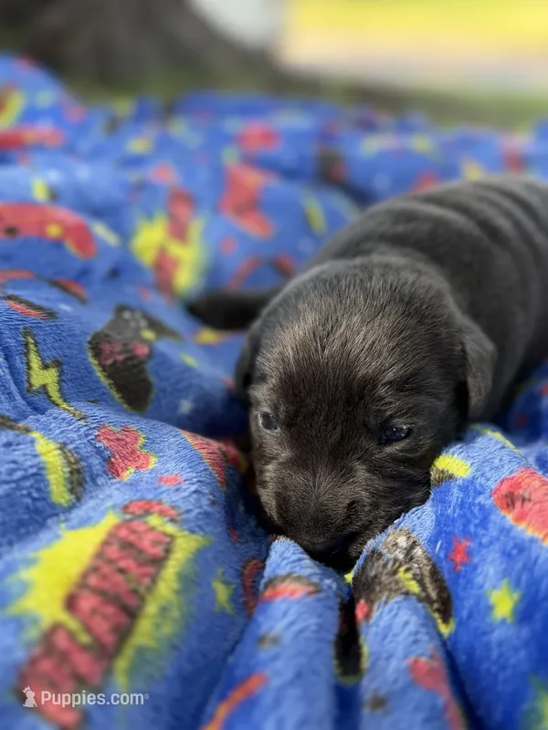 Dax 💙 – Labrador Retriever puppy for sale in Plano, TX