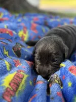 Dax 💙, a male Labrador Retriever for sale in Plano, TX – 2 of 4