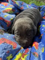 Dax 💙, a male Labrador Retriever for sale in Plano, TX – 4 of 4