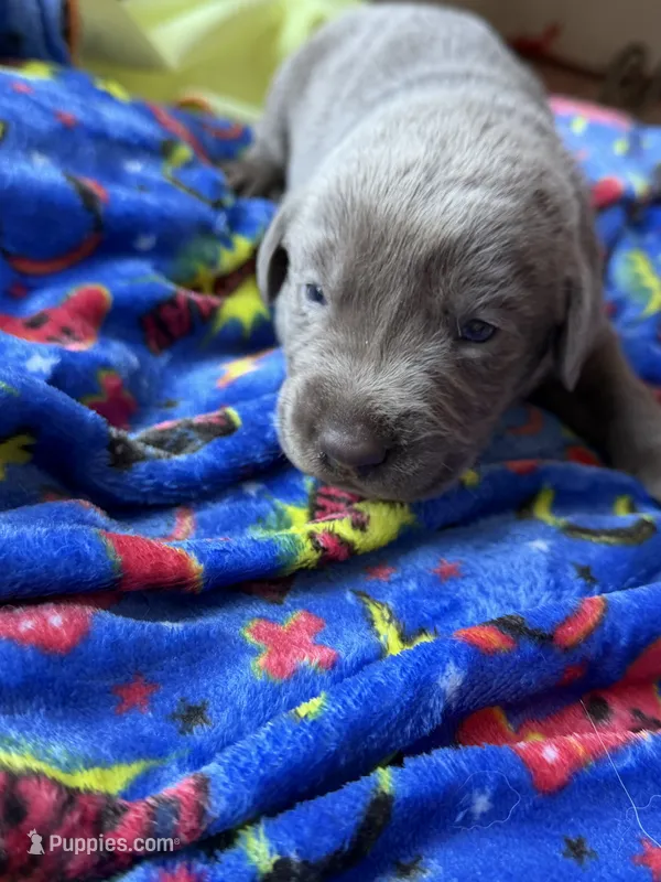 Dozer🧡 – Labrador Retriever puppy for sale in Plano, TX