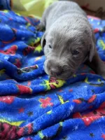 Dozer🧡, a male Labrador Retriever for sale in Plano, TX – 1 of 3