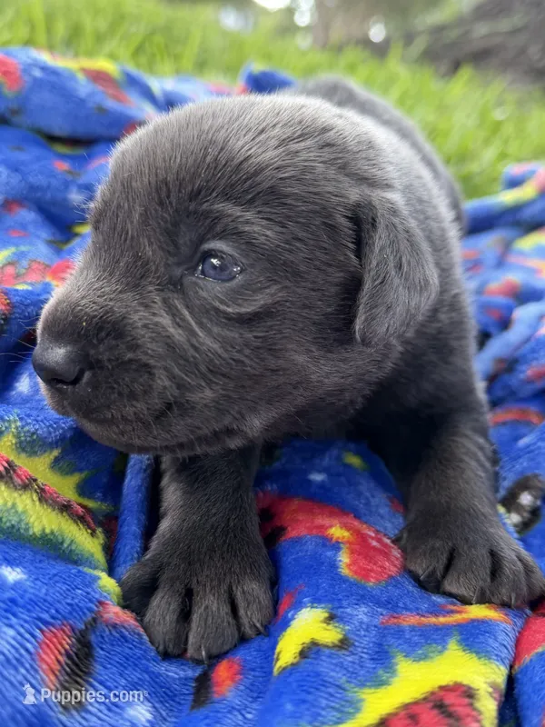 Dash❤️ – Labrador Retriever puppy for sale in Plano, TX