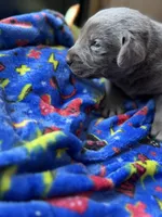 Dozer🧡, a male Labrador Retriever for sale in Plano, TX – 3 of 3
