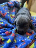 Duke💚, a male Labrador Retriever for sale in Plano, TX – 2 of 3
