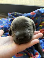 Duke💚, a male Labrador Retriever for sale in Plano, TX – 3 of 3