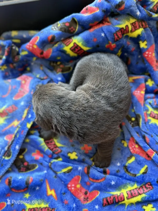 Diesel🤍 – Labrador Retriever puppy for sale in Plano, TX