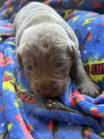 Della💜, a female Labrador Retriever for sale in Plano, TX – 4 of 4