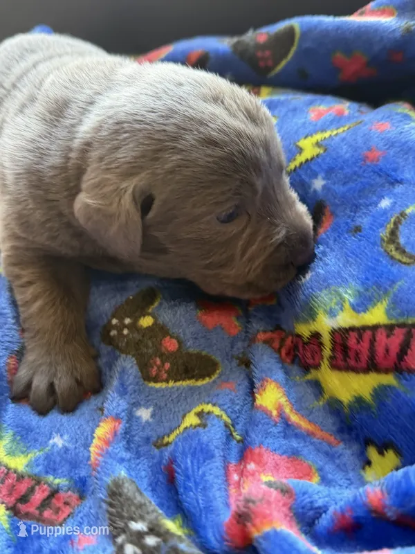 Della💜 – Labrador Retriever puppy for sale in Plano, TX