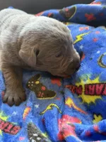 Della💜, a female Labrador Retriever for sale in Plano, TX – 1 of 4