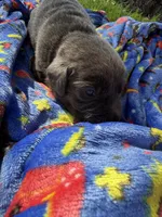 Dash❤️, a male Labrador Retriever for sale in Plano, TX – 3 of 3