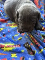 Diesel🤍, a male Labrador Retriever for sale in Plano, TX – 2 of 3