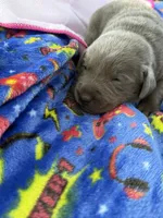 Dolly 💗, a female Labrador Retriever for sale in Plano, TX – 5 of 5