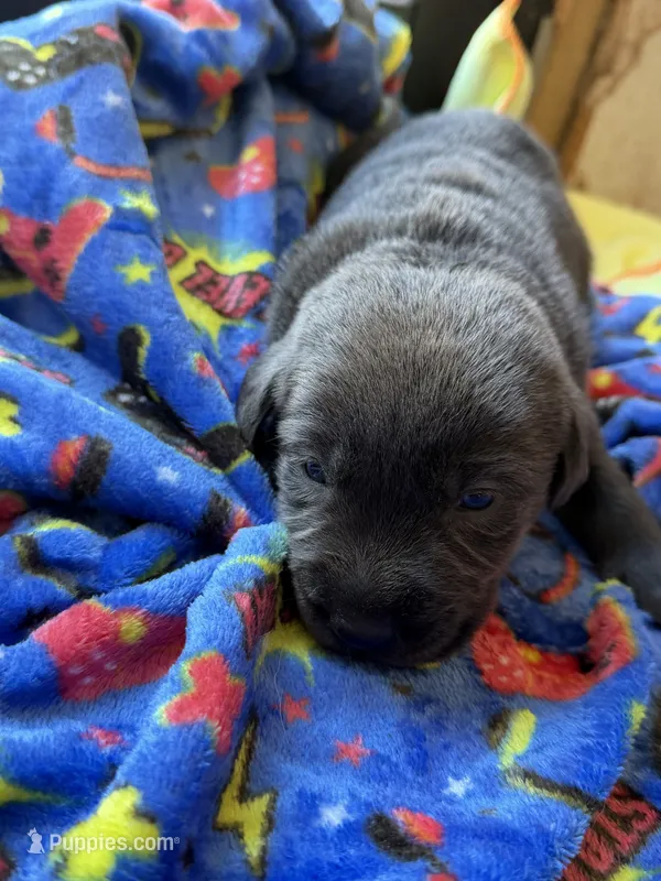 Duke💚 – Labrador Retriever puppy for sale in Plano, TX
