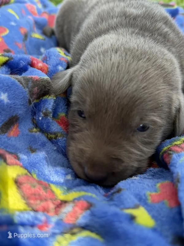 Dolly 💗 – Labrador Retriever puppy for sale in Plano, TX