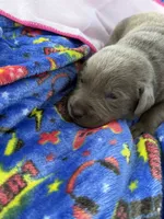 Dolly 💗, a female Labrador Retriever for sale in Plano, TX – 4 of 5