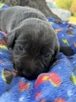 Dax 💙, a male Labrador Retriever for sale in Plano, TX – 3 of 4