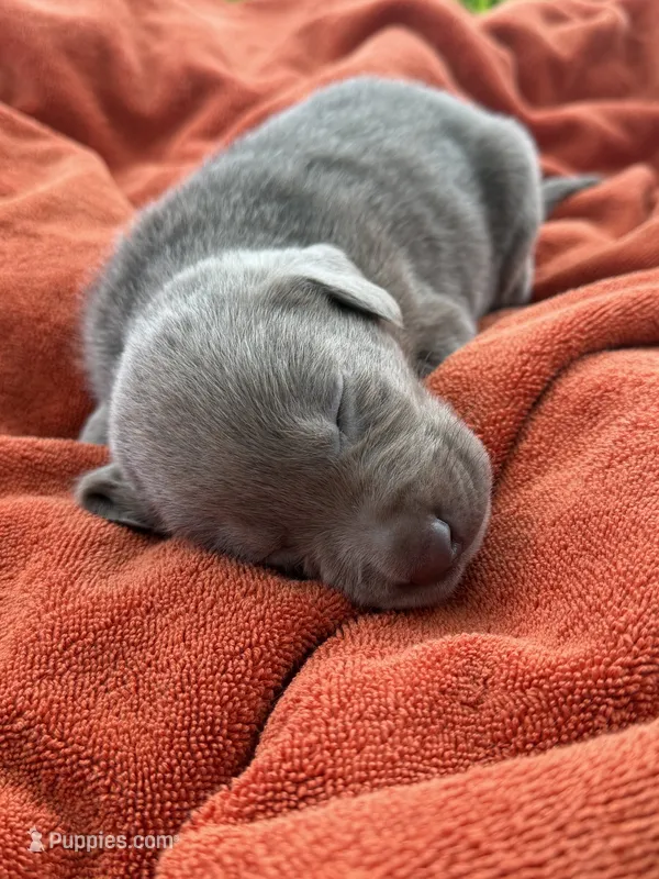Della💜 – Labrador Retriever puppy for sale in Plano, TX